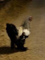 Brahma hanen, Dieren en Toebehoren, Overige Dieren, Juni, Meerdere dieren