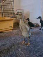 4 Indische loopeend kuikens, Dieren en Toebehoren, Pluimvee, Eend