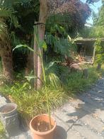 hedychium forestii gember, Ophalen, Volle zon, Overige soorten, 100 tot 250 cm