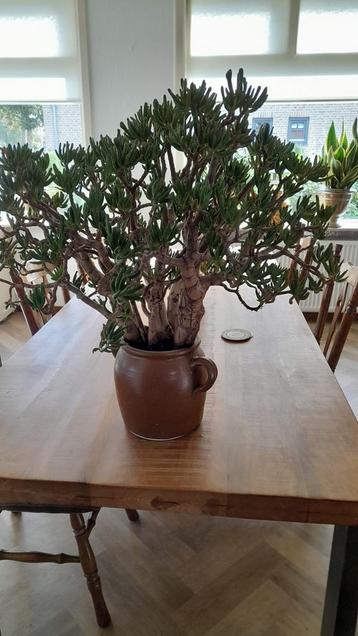 Grote Crassula Ovata 'Gollum' in Pot beschikbaar voor biedingen
