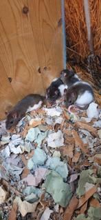 Lieve tamme ratten, Januari, Geslacht onbekend, Rat