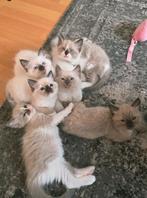 ragdoll kittens, Dieren en Toebehoren, Meerdere dieren, Gechipt