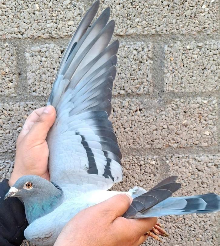 Postduif Direct F.A.A. Strijker., Dieren en Toebehoren, Vogels | Duiven, Postduif, Vrouwelijk