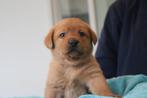 Lieve labrador pups redfox met stamboom, Nederland, CDV (hondenziekte), 8 tot 15 weken, Labrador retriever