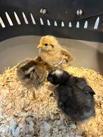 Cochin Kriel Kuikens, Dieren en Toebehoren, Pluimvee, Geslacht onbekend, Kip