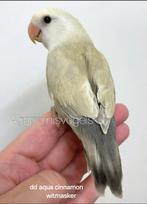 Gezocht jonge agapornis aqua / turquoise cinnamon pop, Dieren en Toebehoren, Vogels | Parkieten en Papegaaien, Vrouwelijk, Dwergpapegaai of Agapornis