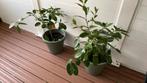 2 planten met pot voor citrusvruchten, Tuin en Terras, Planten | Tuinplanten, Vaste plant, Fruitplanten, Ophalen, Bloeit niet