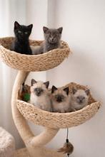 Brits kort haar kittens 100% raszuiver kater en poes, Dieren en Toebehoren, Katten en Kittens | Raskatten | Korthaar, Poes