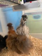 Zijdehoenders, Dieren en Toebehoren, Pluimvee, Meerdere dieren, Kip