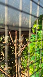 Koppel grijskaplijsters, Dieren en Toebehoren, Vogels | Overige Vogels, Meerdere dieren, Geringd