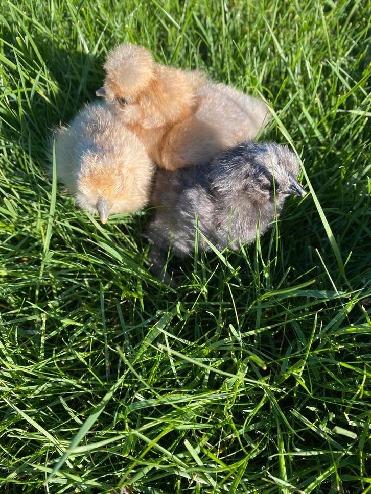 Kuikentjes USA Zijdehoen GROTE KEUZE VOLOP BESCHIKBAAR, Dieren en Toebehoren, Pluimvee, Kip, Geslacht onbekend