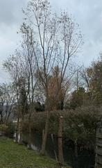 Gratis wilgenhout, Ophalen, Bloeit niet, Halfschaduw, Overige soorten