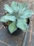 Agave kichiocan, Tuin en Terras, Planten | Tuinplanten, Ophalen of Verzenden, Bloeit niet, Overige soorten, Volle zon