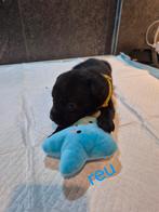 Mooie puppy's, Dieren en Toebehoren, Honden | Niet-rashonden, België, Particulier, 8 tot 15 weken, Meerdere