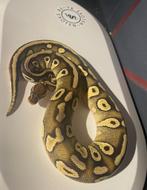 Koningspython Pastel Mojave 100% Double het Clown Piebald, Dieren en Toebehoren, Reptielen en Amfibieën, Slang, 0 tot 2 jaar