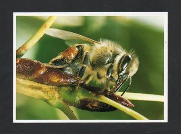 Bij op Bloesem Anthophila Honingbij Bienen Bees. beschikbaar voor biedingen