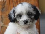 Knappe boomer pups., Nederland, Overige rassen, 8 tot 15 weken, CDV (hondenziekte)
