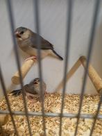 Jonge Rijstvogels uit buitenvoliere, Meerdere dieren