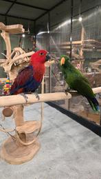 Jongen tamme edels, Meerdere dieren, Papegaai