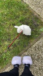 Lief wit konijn met blauwe ogen inclusief hok en toebehoren, Dieren en Toebehoren, Konijnen, Mannelijk, Dwerg