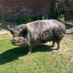 KuneKune zoekt fijne plek, Dieren en Toebehoren, Schapen, Geiten en Varkens, Mannelijk, Varken
