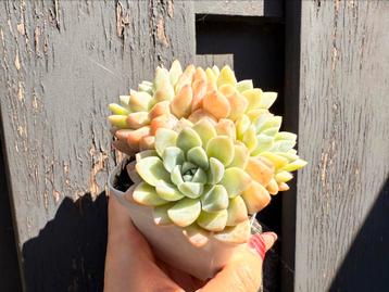 Echeveria Cream Beauty/pot 7cm/vetplant/succulent beschikbaar voor biedingen