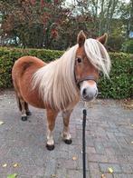 Meerdere NSPS pony's te koop, merrie/ hengst, Merrie, A pony (tot 1.17m), Gechipt