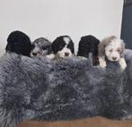 Sproodle puppies F1b doodle, Dieren en Toebehoren, Honden | Niet-rashonden, 8 tot 15 weken, Meerdere, Meerdere dieren, Middel