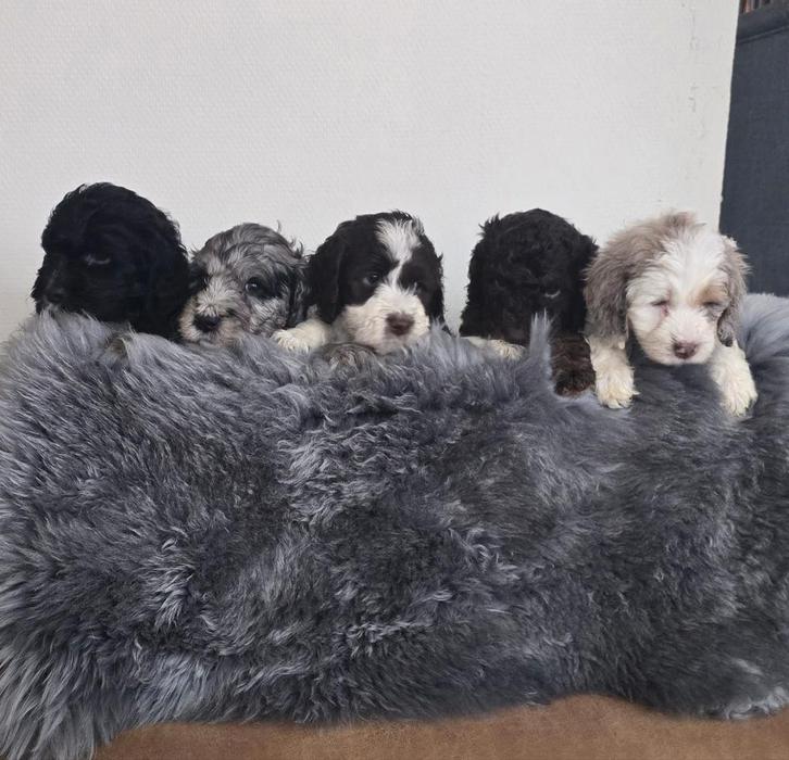 Sproodle puppies F1b doodle, Dieren en Toebehoren, Honden | Niet-rashonden, Middel, Meerdere dieren, Fokker | Hobbymatig, Meerdere