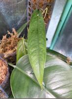 monstera yasuni wetstick, Ophalen of Verzenden, Halfschaduw, Minder dan 100 cm