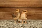 Welsumer groot kippen kuikens | Gesekst en Ingeënt, Dieren en Toebehoren, Pluimvee, Vrouwelijk, Kip