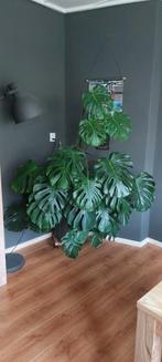 Mooie grote monstera inclusief pot e.d., Tuin en Terras, Ophalen, Steen, 100 cm of meer, Rond