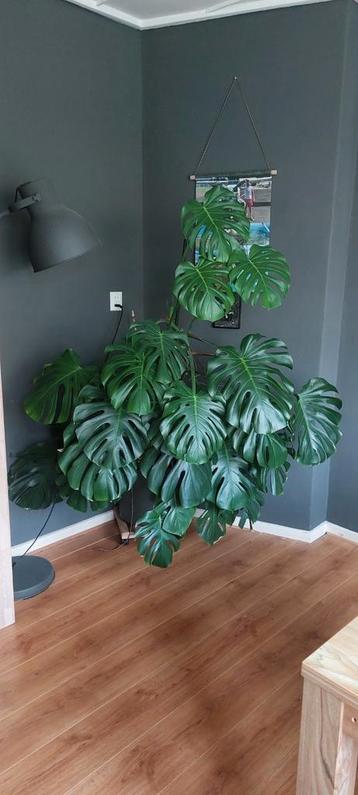 Mooie grote monstera inclusief pot e.d. beschikbaar voor biedingen