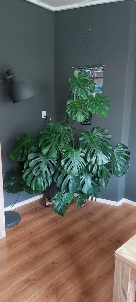 Mooie grote monstera inclusief pot e.d., Tuin en Terras, Bloembakken en Plantenbakken, Zo goed als nieuw, Steen, Binnen, 60 cm of meer