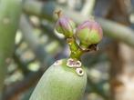 Euphorbia Cedrorum 65-70cm hoog pot 17cm Madagaskar, Minder dan 100 cm, Halfschaduw, Ophalen of Verzenden, In pot