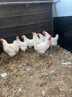 7 kippen en 1 jonge (Orpington) Haan, Dieren en Toebehoren, Pluimvee, Meerdere dieren, Kip