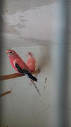 Bourk koppel. 2025, Dieren en Toebehoren, Meerdere dieren, Papegaai