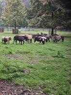 Aparte kleuren crème dun appaloasa wildkleur valk schimmel, Dieren en Toebehoren, Pony's, Hengst, A pony (tot 1.17m), Met stamboom