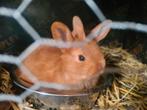 Jonge tamme thrianta konijntjes 🌿, Meerdere dieren, Middelgroot, 0 tot 2 jaar