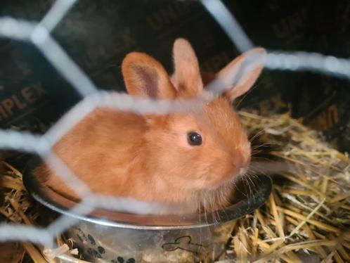 Jonge tamme thrianta konijntjes 🌿, Dieren en Toebehoren, Konijnen, Middelgroot, Meerdere dieren, 0 tot 2 jaar