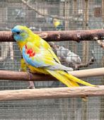 Turquoisine parkieten, Vrouwelijk, Tropenvogel