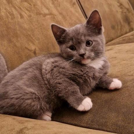 Mooi Brits korthaar, Dieren en Toebehoren, Katten en Kittens | Raskatten | Korthaar, Kater, 0 tot 2 jaar