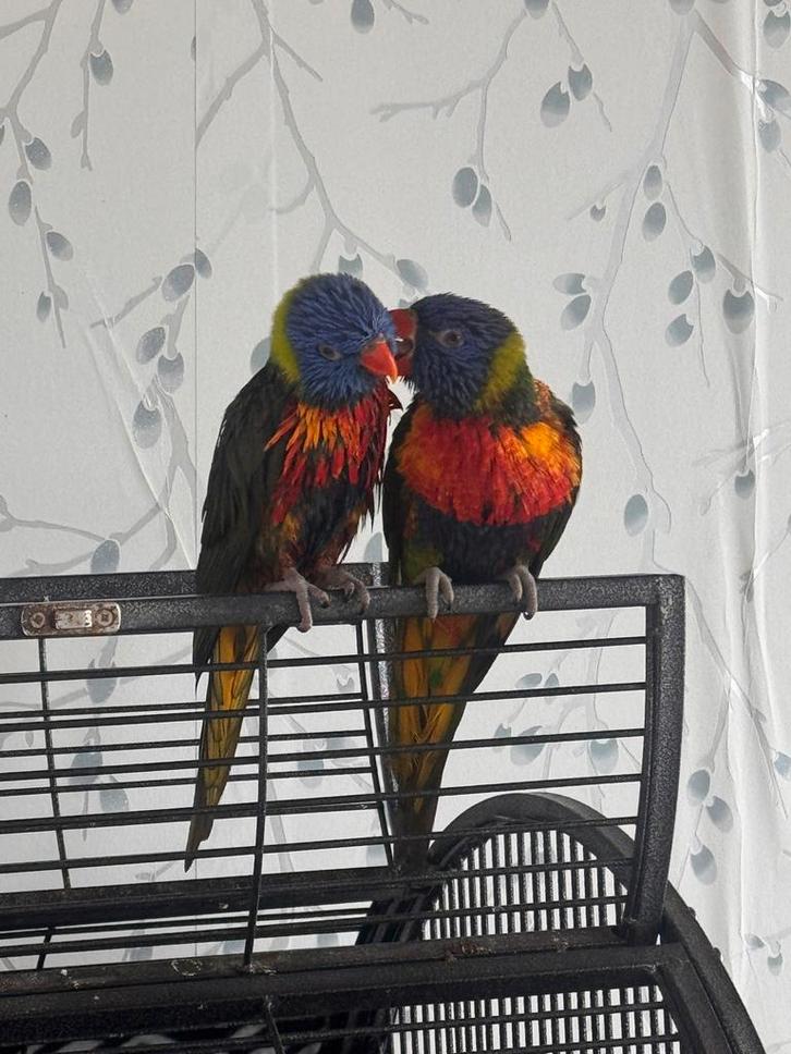 2 Lori Papegaaien met Kooi – €350, Dieren en Toebehoren, Vogels | Parkieten en Papegaaien, Papegaai, Meerdere dieren