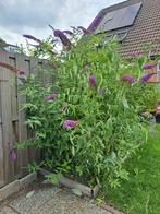 Vlinderstruik lila  2 m hoog ongeveer, Tuin en Terras, Planten | Bomen, Overige soorten, 100 tot 250 cm, Zomer, Ophalen