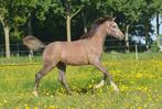 Unieke kruising, Arabier x Tuigpaard / Tuiger. Hengst, Dieren en Toebehoren, Pony's, E pony (1.48m - 1.57m), Gechipt, 0 tot 2 jaar