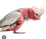 Jonge Rose kaketoes | Snel en gemakkelijk tam! |, Dieren en Toebehoren, Vogels | Parkieten en Papegaaien, Meerdere dieren, Papegaai