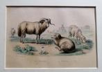 Franse staalgravure van ca. 1850 Ram met schapen, Antiek en Kunst, Kunst | Etsen en Gravures, Ophalen of Verzenden