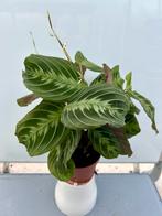 Maranta Exclusive Dark P12 - Kamerplant, Huis en Inrichting, Kamerplanten, Overige soorten, In pot, Minder dan 100 cm, Groene kamerplant