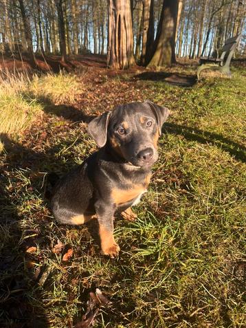 Jack Russel Dekreu blue and tan beschikbaar voor biedingen