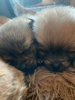 Jackrussel kruising teven, Dieren en Toebehoren, Rabiës (hondsdolheid), Jack Russell Terriër, 8 tot 15 weken, Teef